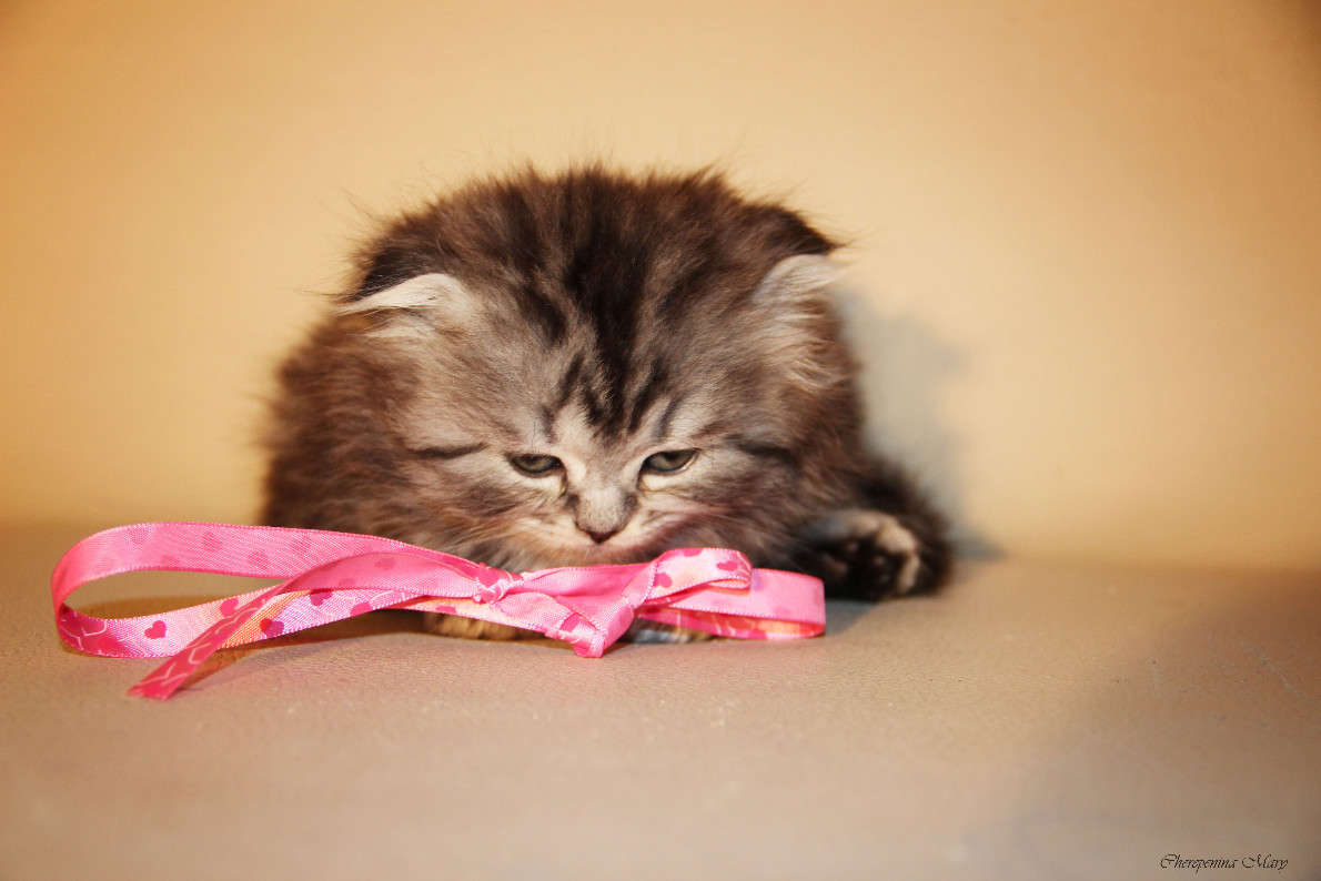 ... ����� �����  �� PhotoGeek.ru #�������� ���