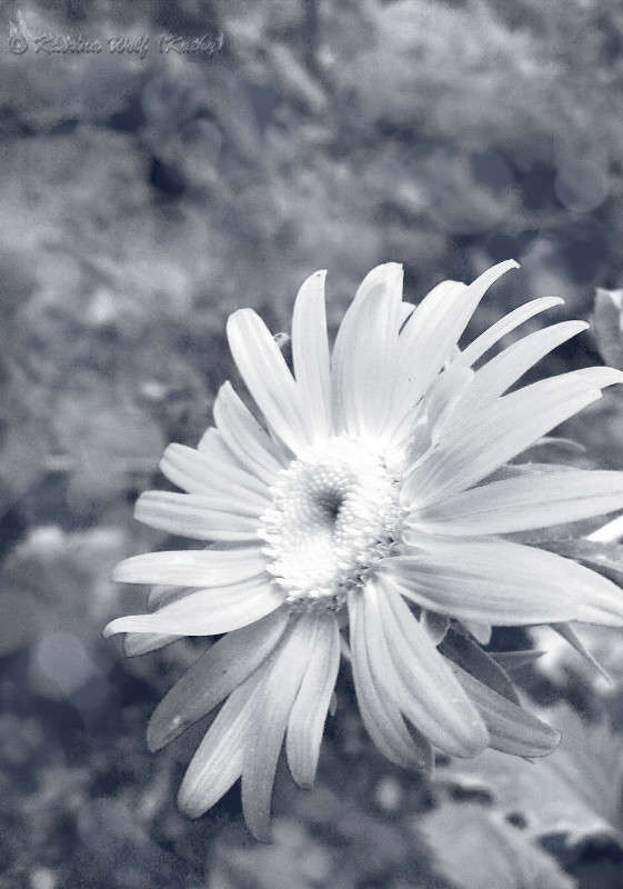 Flower     PhotoGeek.ru #  