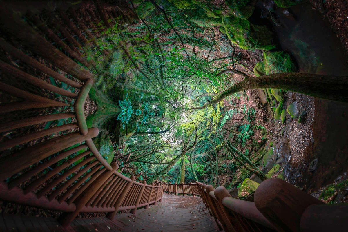 mysterious forest ����� Yaroslava Hamamoto �� PhotoGeek.ru #������ ��� ������� #���-�����������