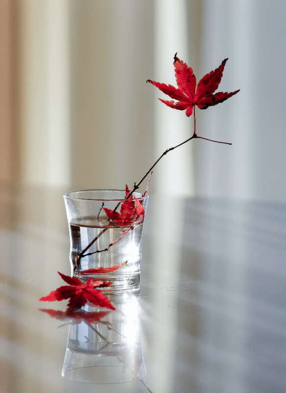 ������� ����� ����� Yaroslava Hamamoto �� PhotoGeek.ru #���������