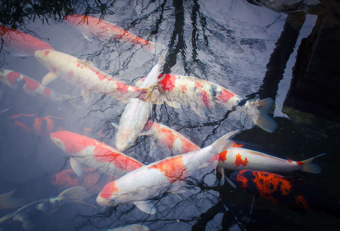 koi ����� Yaroslava Hamamoto �� PhotoGeek.ru #�������� ���