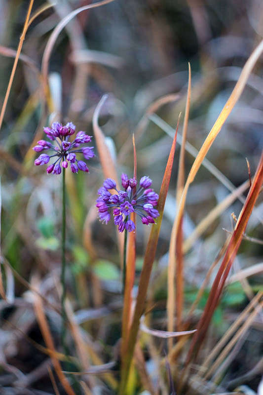 ������� ����� Yaroslava Hamamoto �� PhotoGeek.ru #������ ��� ������� #������