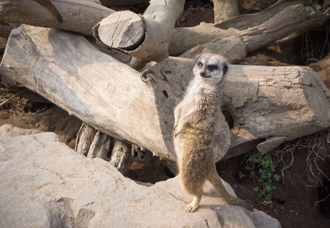 ������� ����� Yaroslava Hamamoto �� PhotoGeek.ru #�������� ���