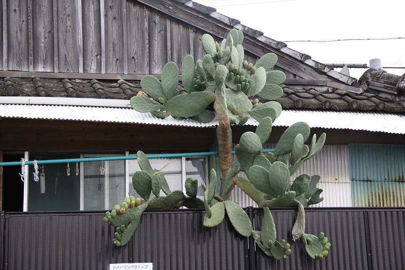 �������� ������ ����� Yaroslava Hamamoto �� PhotoGeek.ru #�����