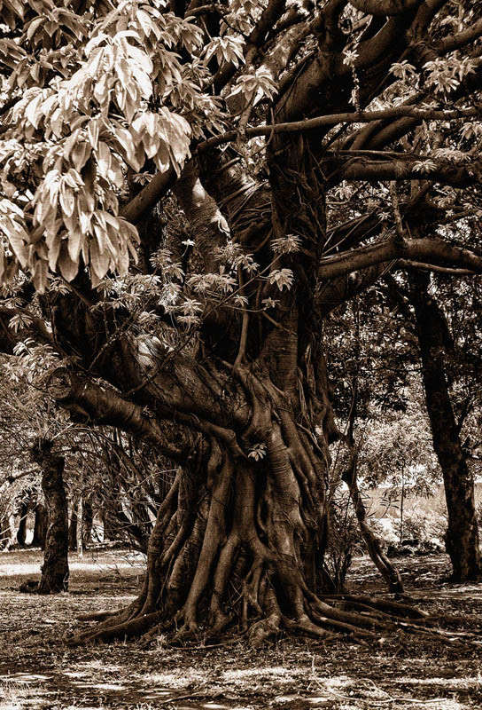 ficus micropara ����� Yaroslava Hamamoto �� PhotoGeek.ru #������ ��� ������� #����� ��������