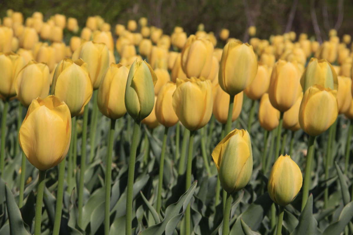 �������� ����� Yaroslava Hamamoto �� PhotoGeek.ru #������ ��� ������� #18-135mm #����� �������������� #����� ��������