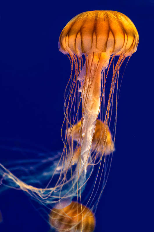 *** ����� Yaroslava Hamamoto �� PhotoGeek.ru #�������� ���