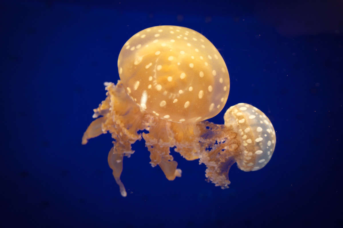 � ����� ����� Yaroslava Hamamoto �� PhotoGeek.ru #�������� ���