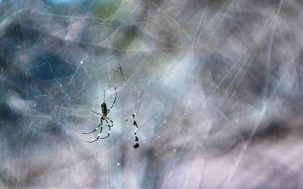 �������� ����� Yaroslava Hamamoto �� PhotoGeek.ru #����� #�������� ���