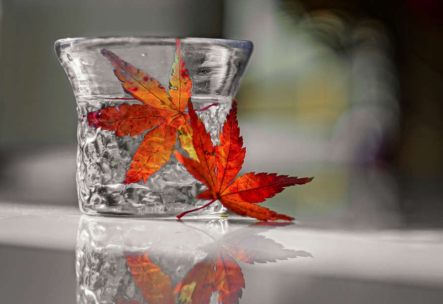 Momiji ����� Yaroslava Hamamoto �� PhotoGeek.ru #������ ��� ������� #���-�����������