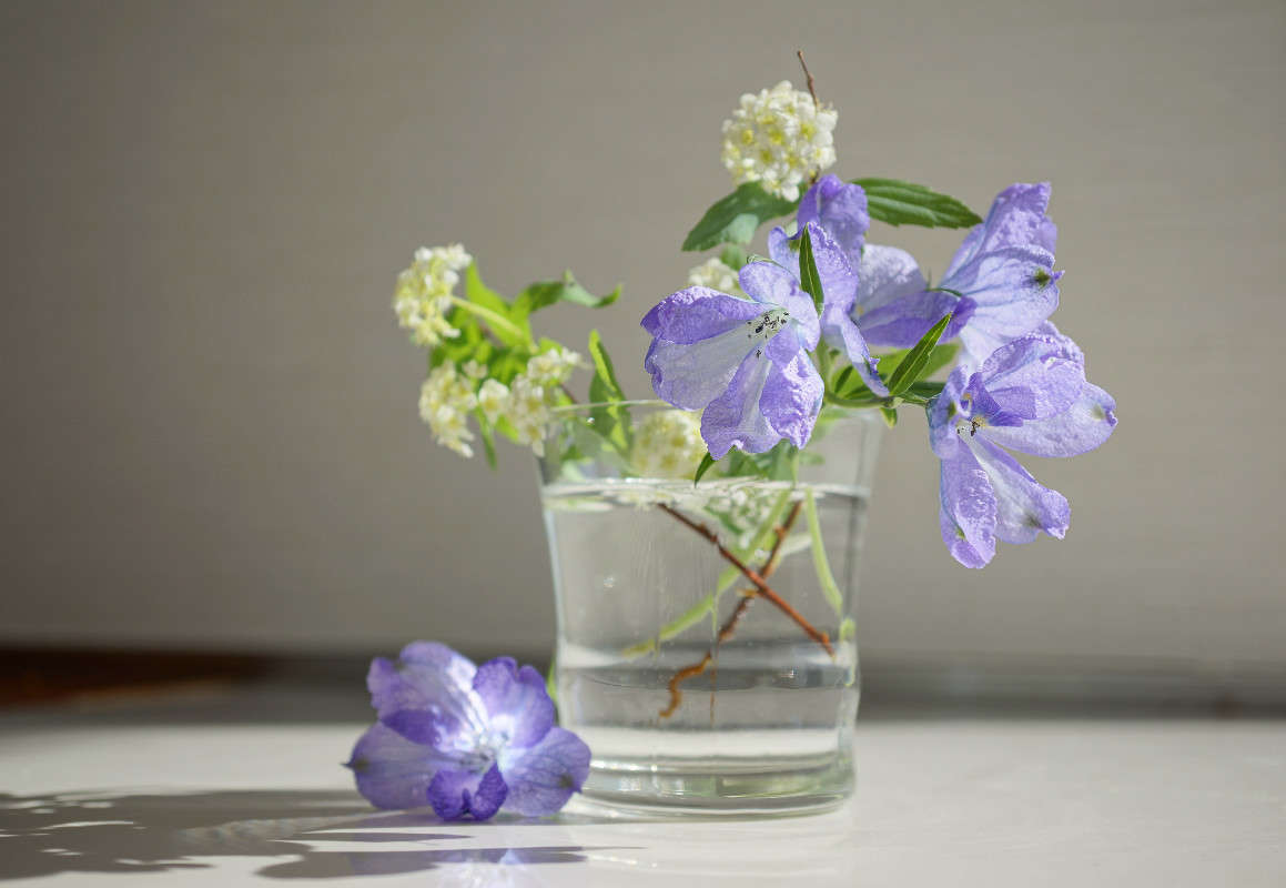 ... ����� Yaroslava Hamamoto �� PhotoGeek.ru #����� #���������