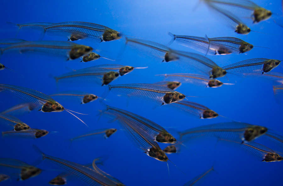 *** ����� Yaroslava Hamamoto �� PhotoGeek.ru #�������� ���