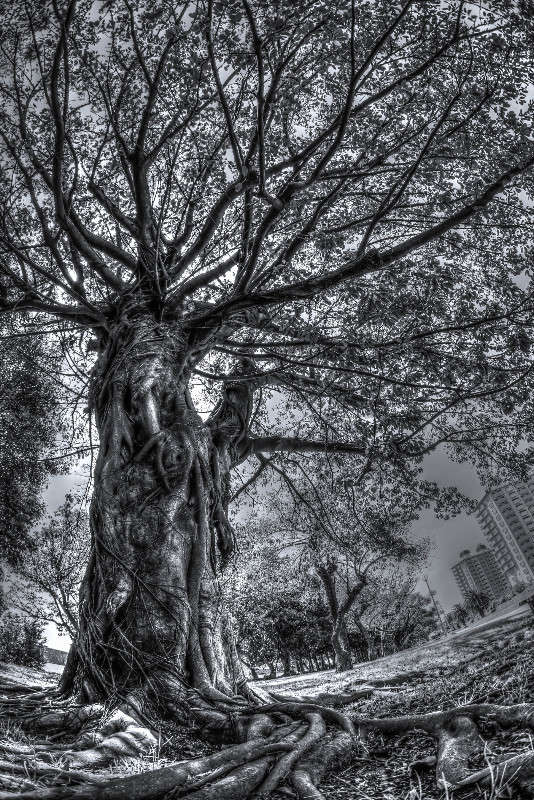 Ficus ����� Yaroslava Hamamoto �� PhotoGeek.ru #������ ��� ������� #����� ��������������