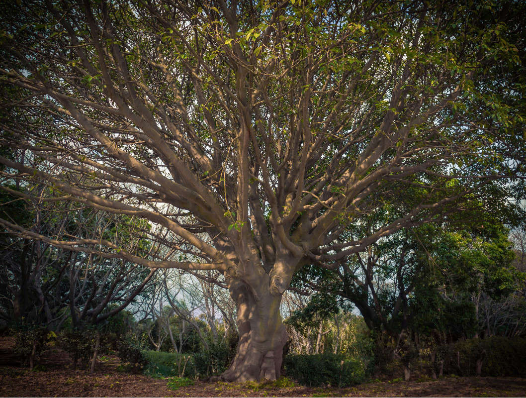 ficus ����� Yaroslava Hamamoto �� PhotoGeek.ru #������ ��� ������� #����� ��������