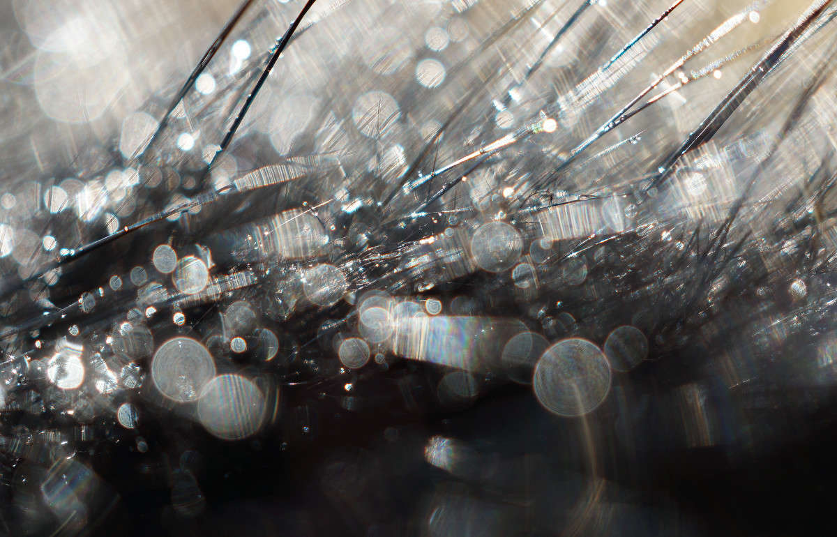 boke ����� Yaroslava Hamamoto �� PhotoGeek.ru #�����