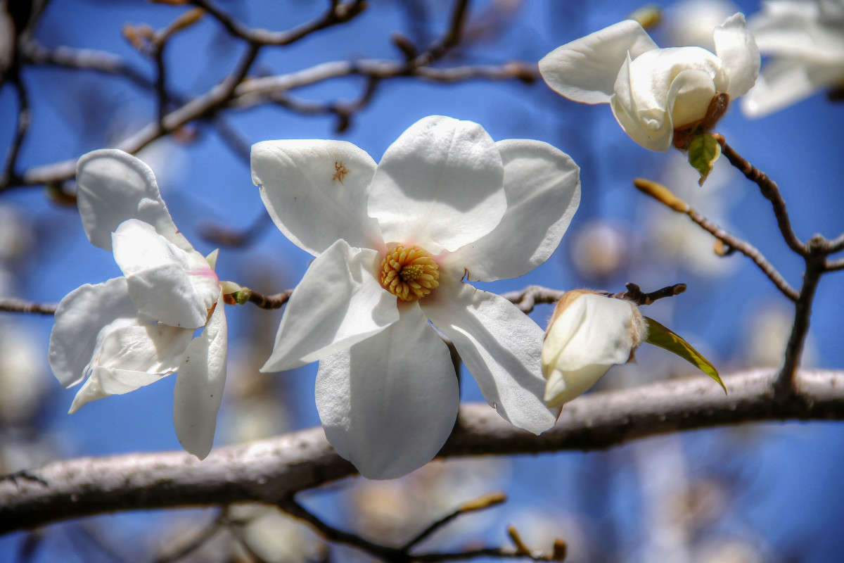 *** ����� Yaroslava Hamamoto �� PhotoGeek.ru #������ ��� ������� #18-135mm #����� ��������������