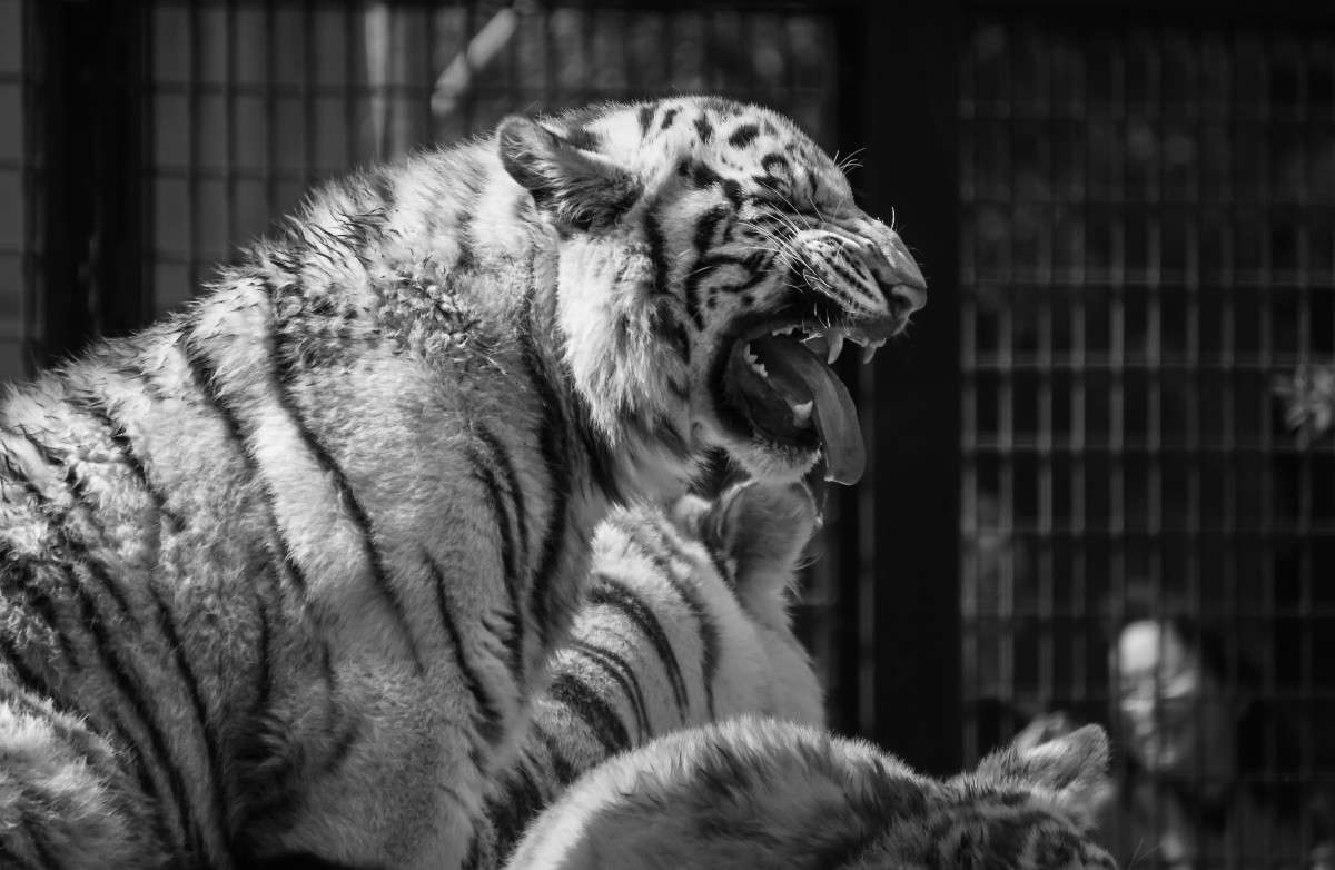 ... ����� Yaroslava Hamamoto �� PhotoGeek.ru #�������� ���