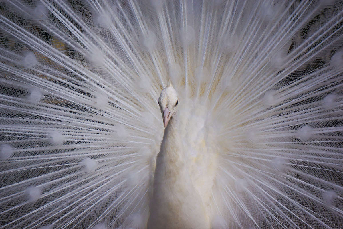 ... ����� Yaroslava Hamamoto �� PhotoGeek.ru #�������� ���