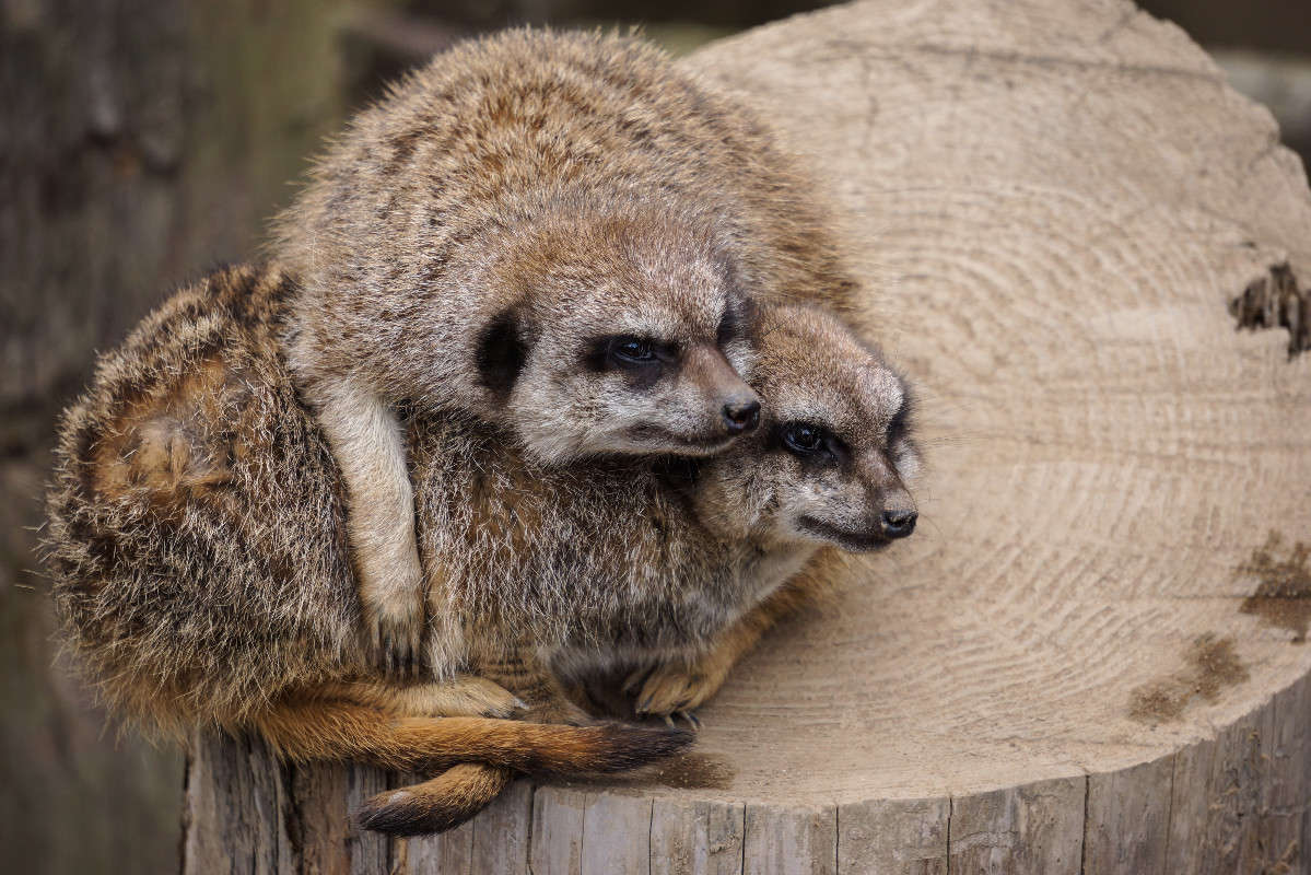 �������� ����� Yaroslava Hamamoto �� PhotoGeek.ru #�������� ���