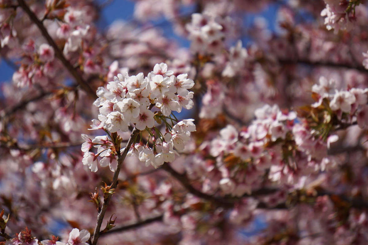 Sakura ����� Yaroslava Hamamoto �� PhotoGeek.ru #������ ��� ������� #���������