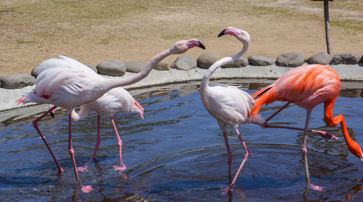 ... ����� Yaroslava Hamamoto �� PhotoGeek.ru #�������� ���