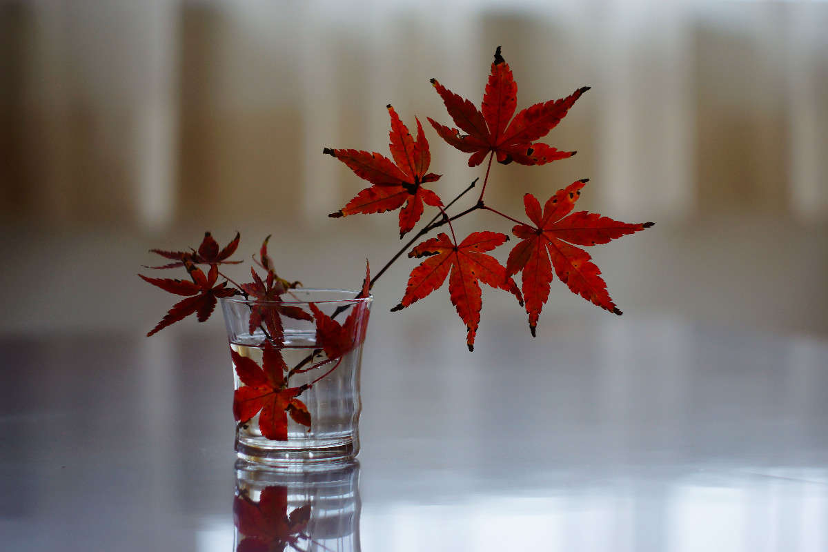 ��� ����� Yaroslava Hamamoto �� PhotoGeek.ru #���������