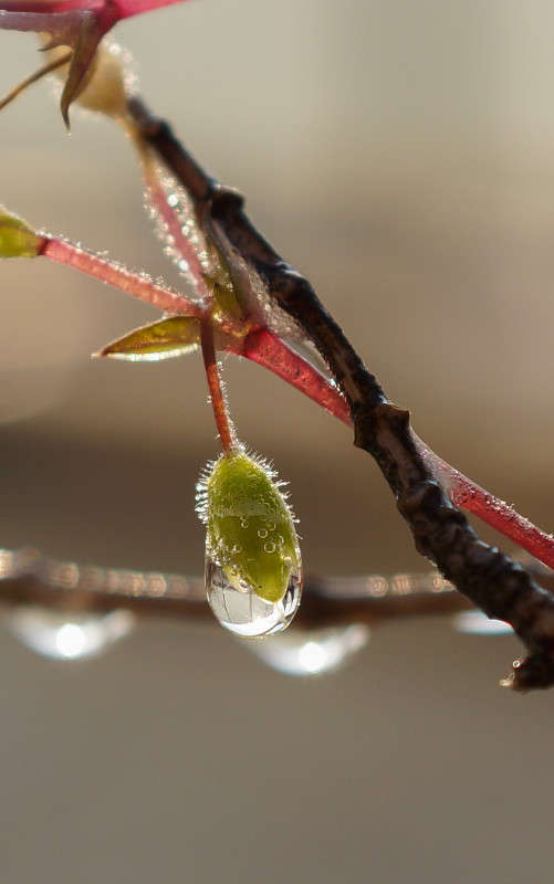 ... ����� Yaroslava Hamamoto �� PhotoGeek.ru #����� #E30macro