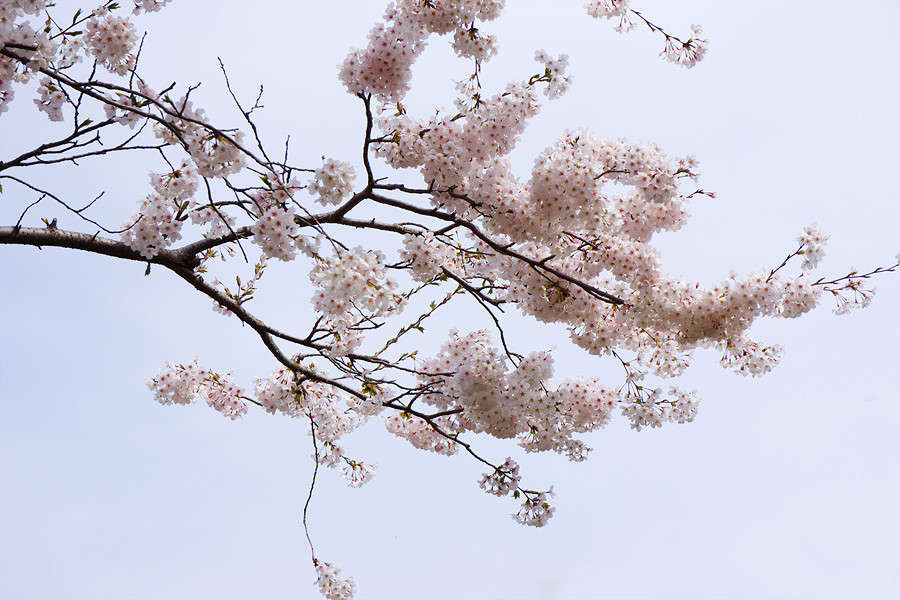 sakura ����� Yaroslava Hamamoto �� PhotoGeek.ru #������ ��� ������� #����� ��������������