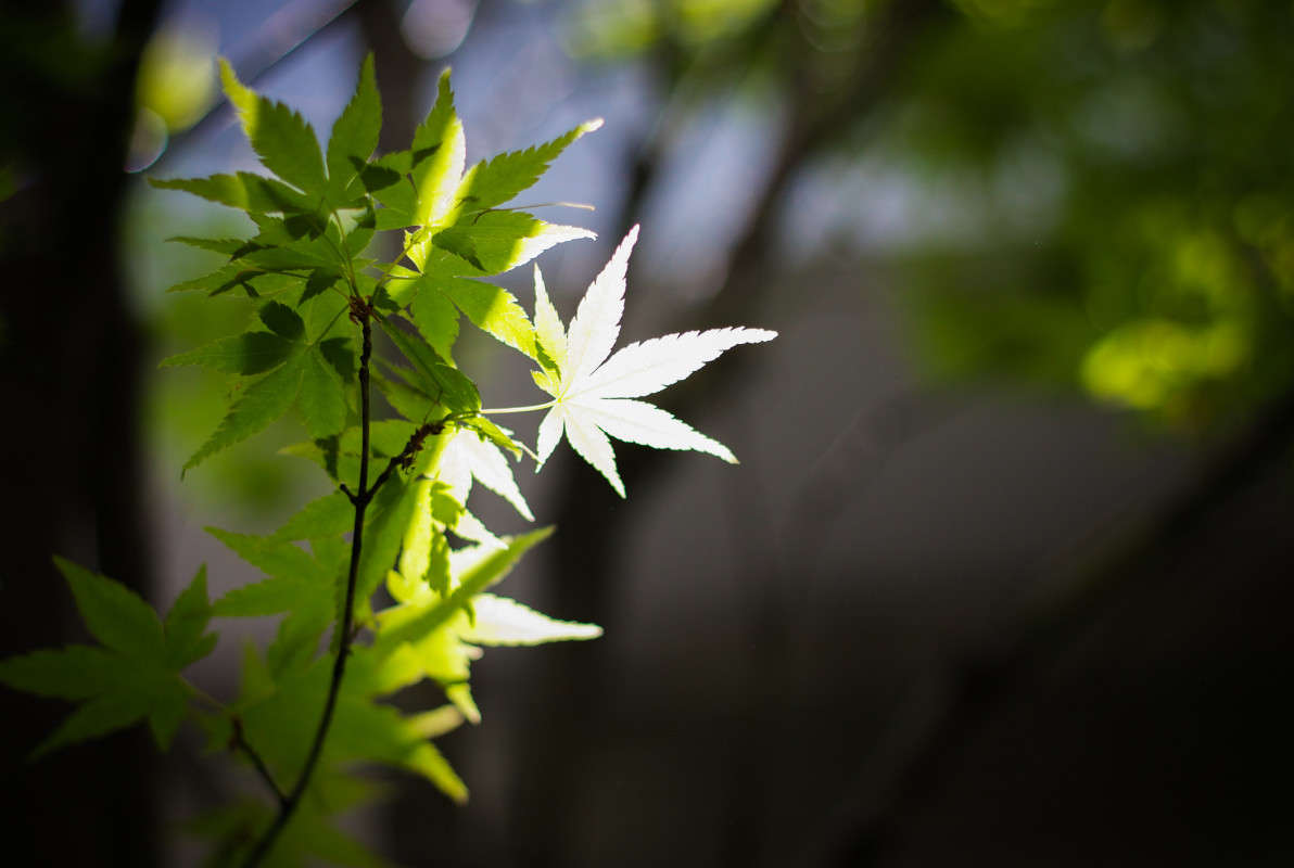 ... ����� Yaroslava Hamamoto �� PhotoGeek.ru #������ ��� ������� #Canon EF 50mm f/1.8 #����� ��������������