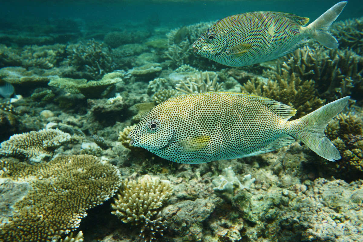 Maldives ����� Yaroslava Hamamoto �� PhotoGeek.ru #������ ��� ������� #����� ��������
