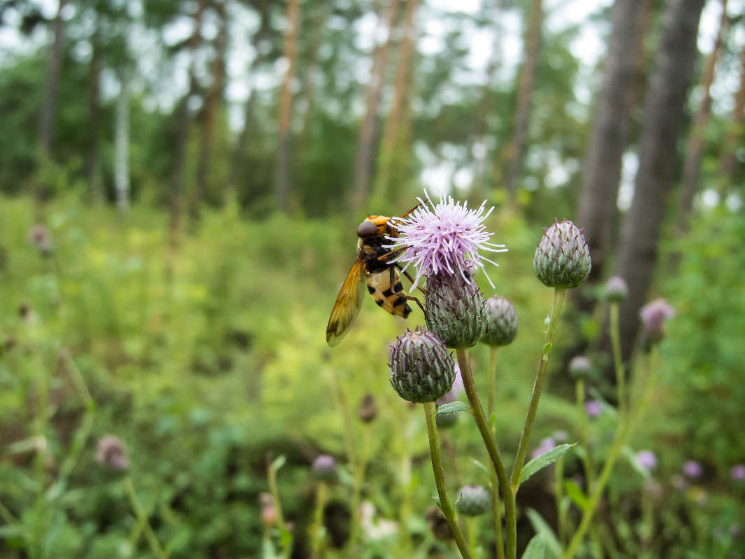 *** ����� ������� ������� �� PhotoGeek.ru #������ ��� �������