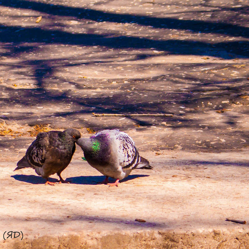 *** ����� ������� ������� �� PhotoGeek.ru #�������� ���