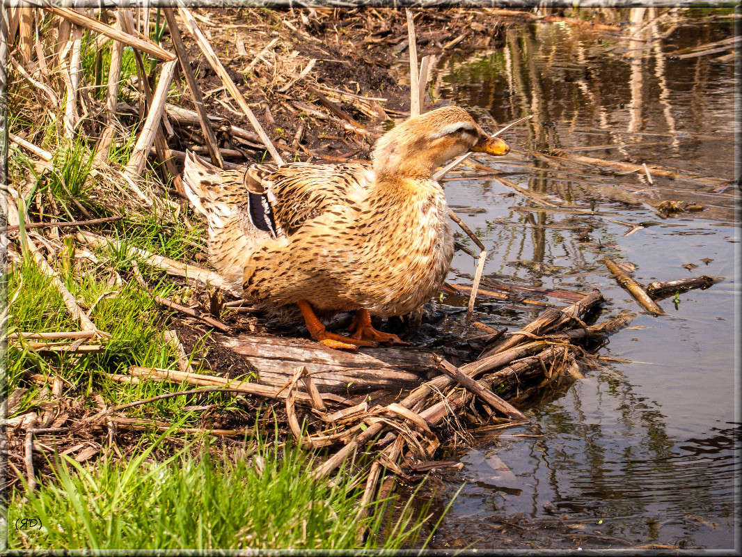 *** ����� ������� ������� �� PhotoGeek.ru #�������� ���