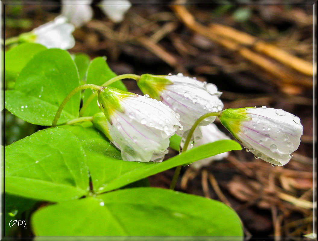 *** ����� ������� ������� �� PhotoGeek.ru #������ ��� ������� #����� ��������������