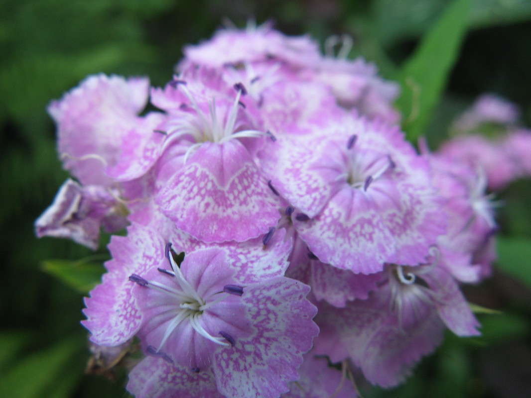 ... ����� Anastasia  �� PhotoGeek.ru #����� #����� ��������������