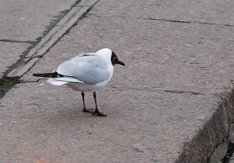 ������� ����� ����� �����  �� PhotoGeek.ru #����� #������ ������