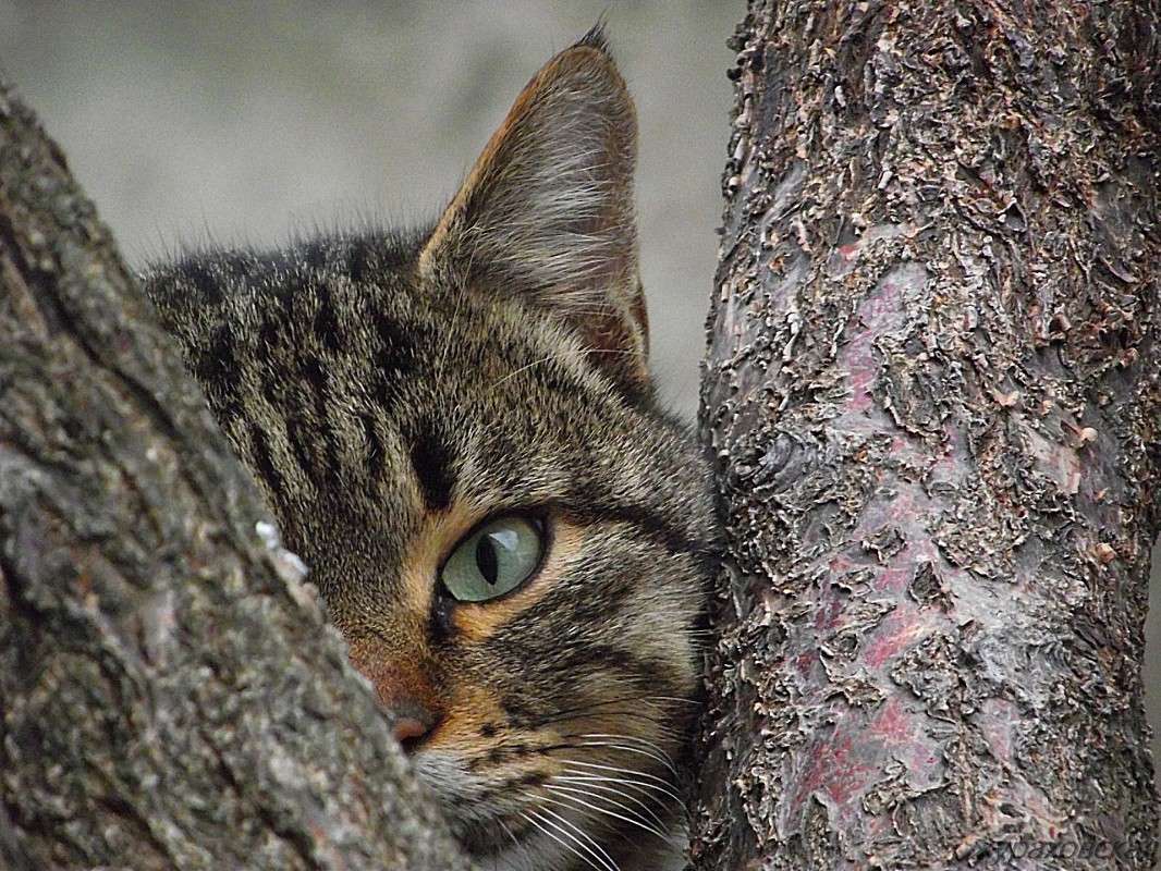 � ������ ����� Marina J �� PhotoGeek.ru #�������� ���