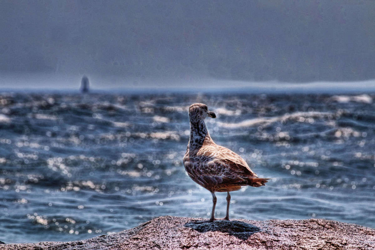 Бдит автор Олег Чемоданов на PhotoGeek.ru #Животный мир #Арт-манипуляции #Море #Пляж #Чайка