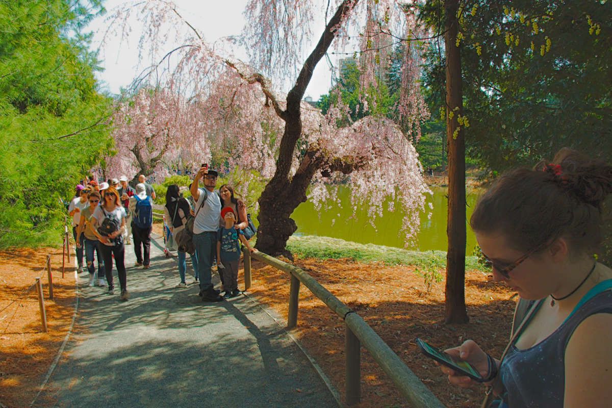 Мимо вишни по дорожке ... автор Олег Чемоданов на PhotoGeek.ru #Жанровая фотография #Ботанический сад #Бруклин #Непостановочное #Стрит-фото