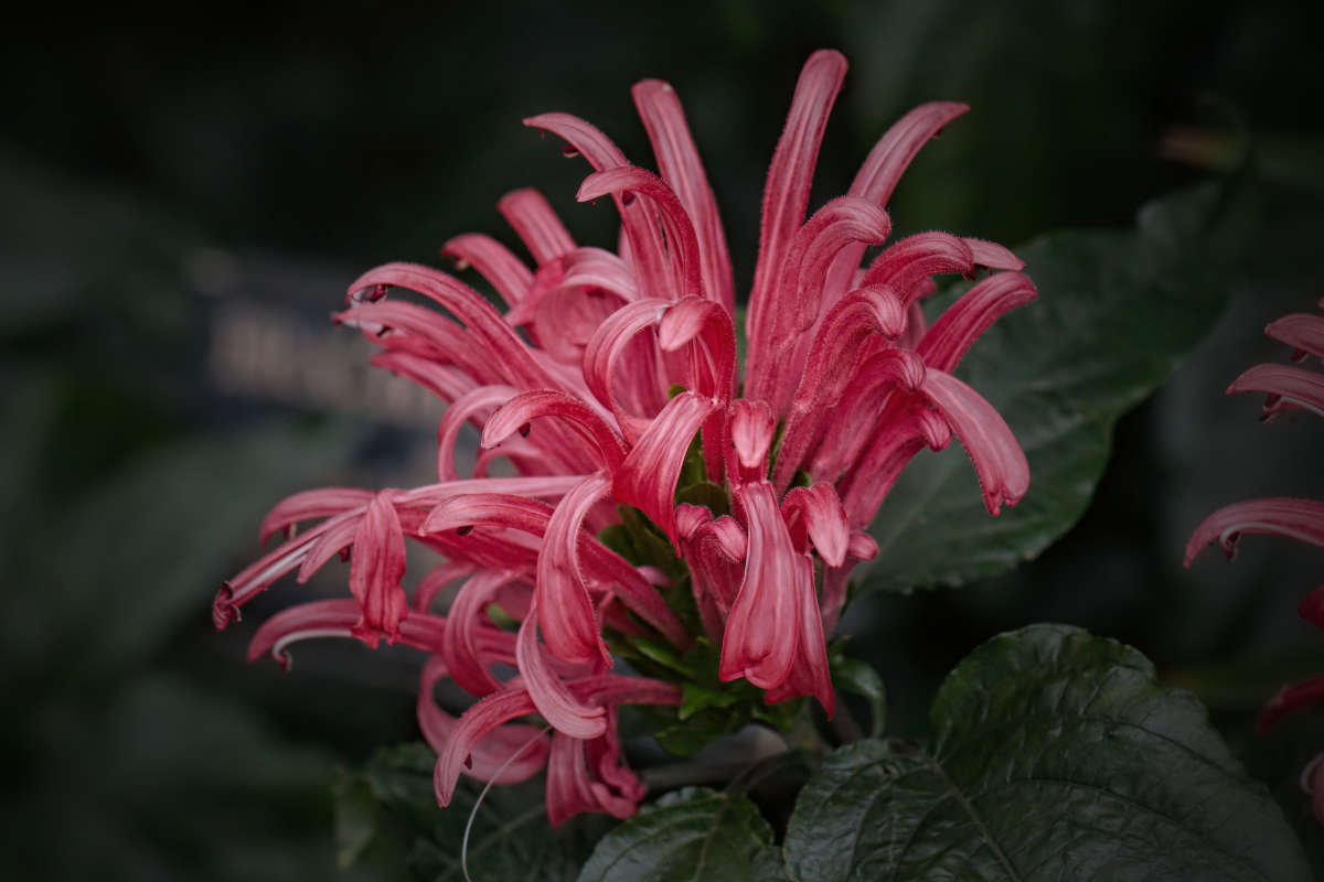 ������� �� �������� (Justicia cornea) ����� ���� ��������� �� PhotoGeek.ru #����� #������ ��� ������� #����� �������������� #�����