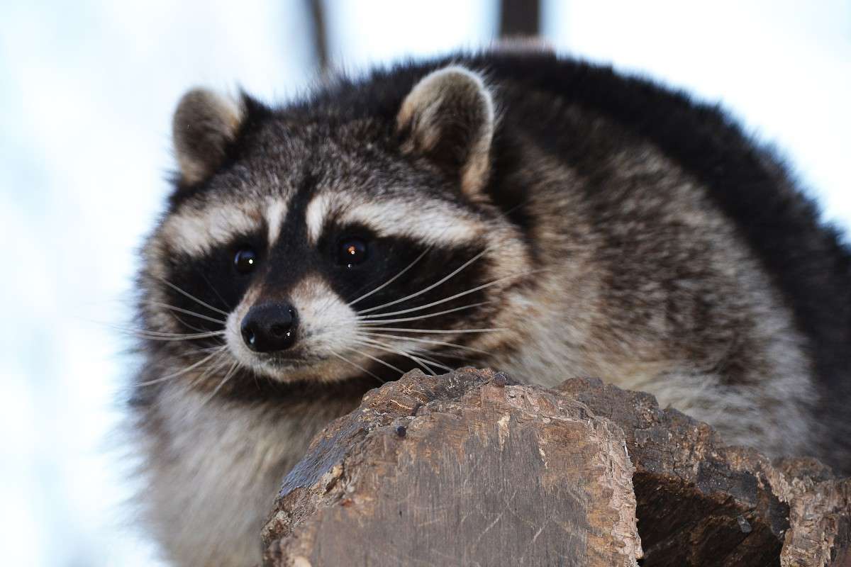 ... ����� �����  �� PhotoGeek.ru #�������� ���