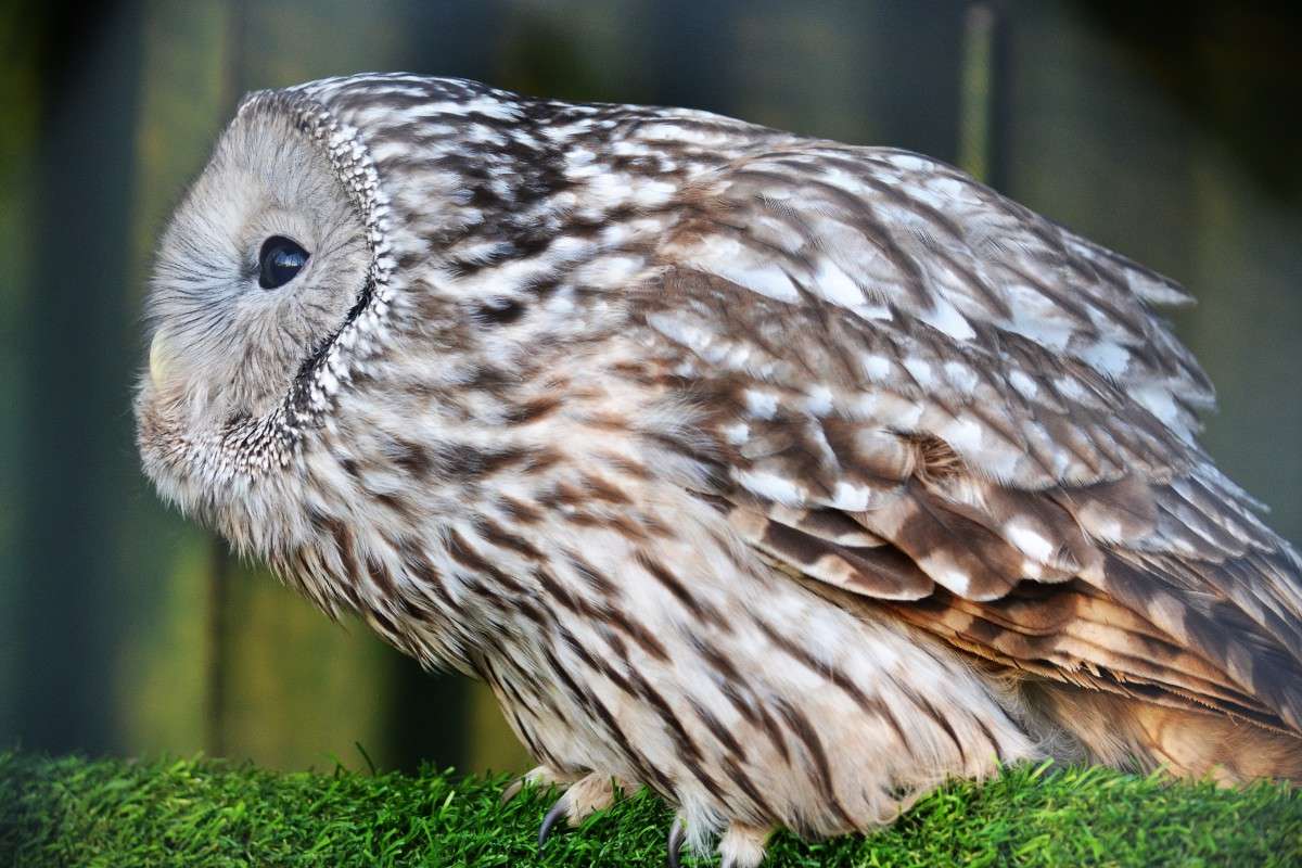 ... ����� �����  �� PhotoGeek.ru #�������� ���