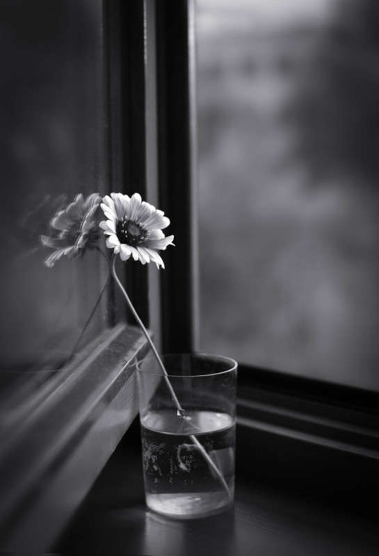 ... автор Катерина  на PhotoGeek.ru #Натюрморт #Черно-белое