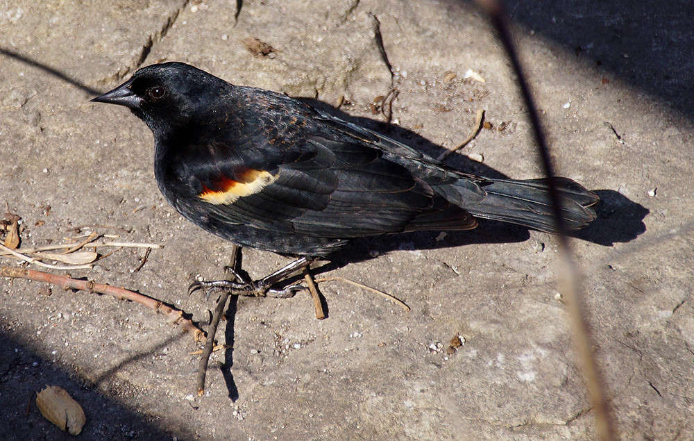Red-winged Blackbird ����� �������  �� PhotoGeek.ru #�������� ���