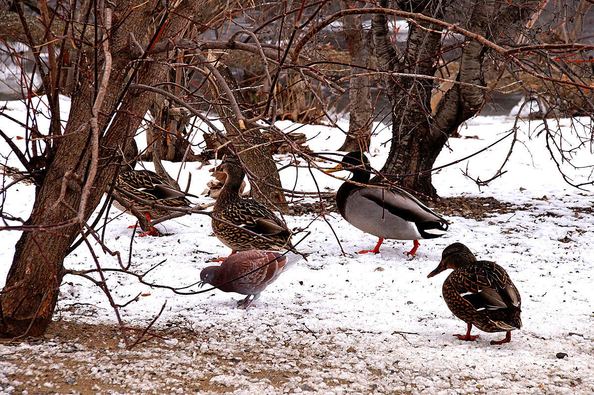 ����� ����� �������  �� PhotoGeek.ru #�������� ���