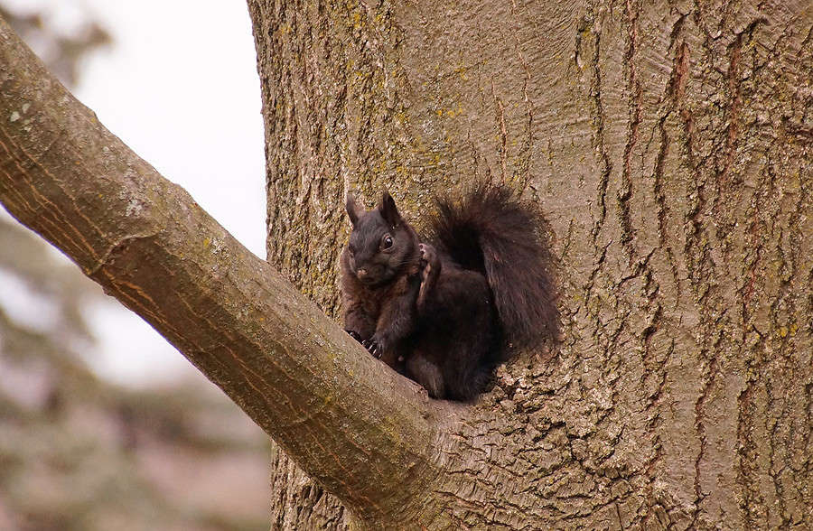 ���������� ��������� ����� �������  �� PhotoGeek.ru #�������� ���