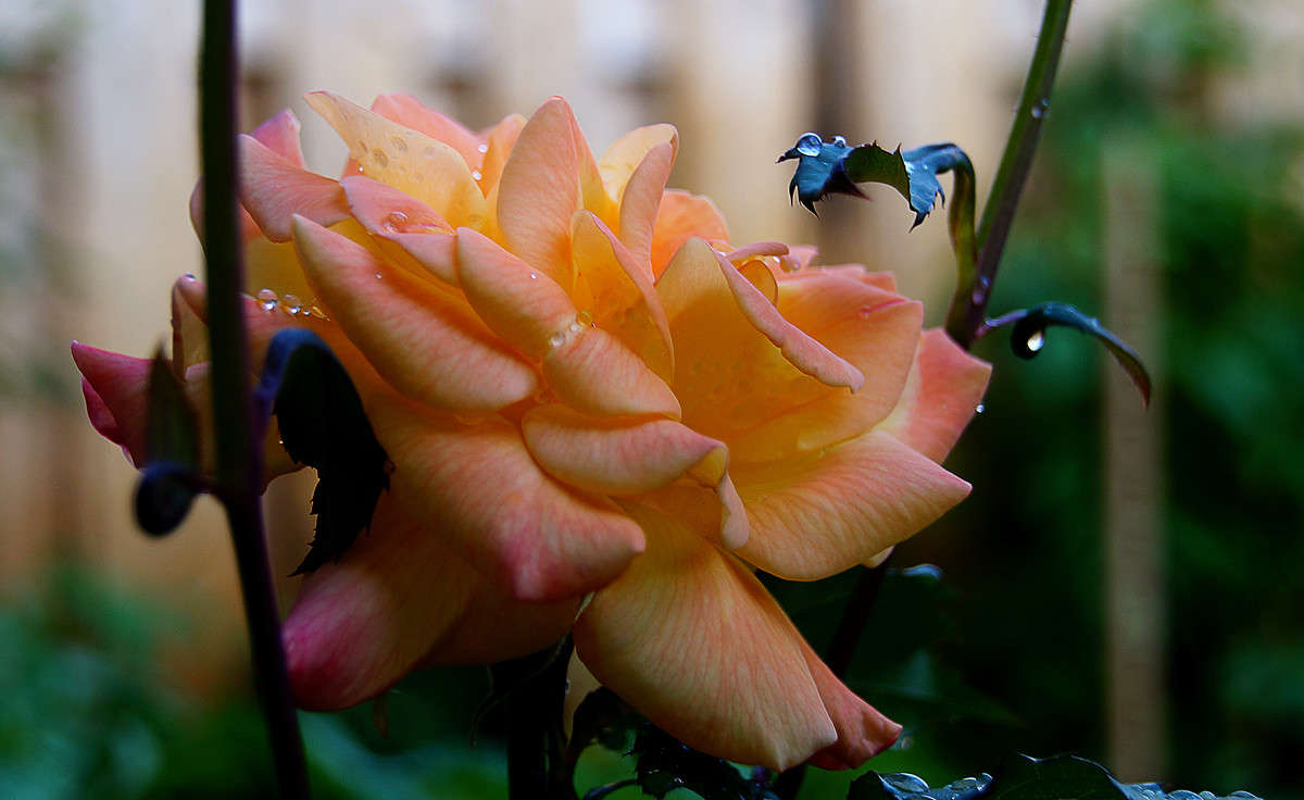 ��������� ���� ������� �������� ����� �������  �� PhotoGeek.ru #������ ��� �������