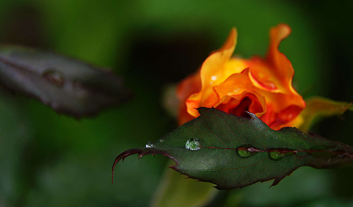 ������� ����� ����� �������  �� PhotoGeek.ru #������ ��� �������