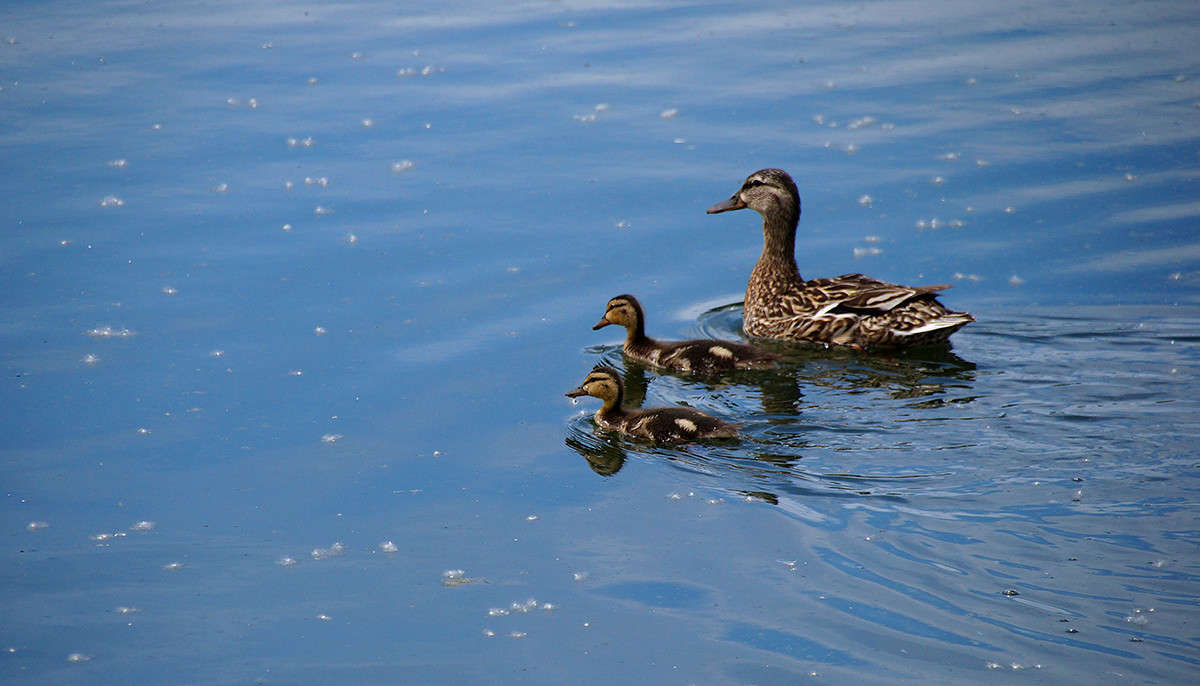 ��������� ������ ����� �������  �� PhotoGeek.ru #�������� ���