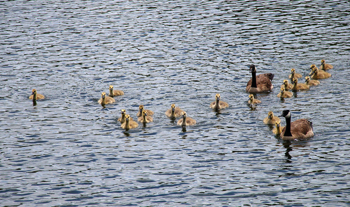 ���� � ���������� ����� �������  �� PhotoGeek.ru #�������� ���